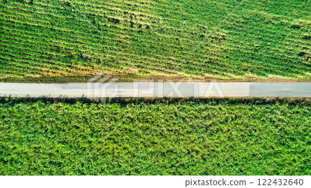 Sugarcane plantation growing with dirt pathway on agricultural land Sugarcane plantation growing with dirt pathway on agricultural land 122432640