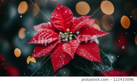 A red poinsettia flower is the main focus of the image 122433096