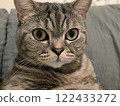 Portrait of a beautiful domestic cat. Scottish Straight with tiger stripes 122433272