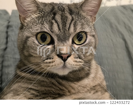 Portrait of a beautiful domestic cat. Scottish Straight with tiger stripes 122433272