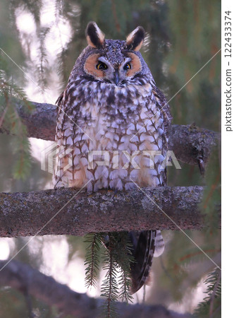 Long-eared owl portrait surrounded by green background, Quebec, Canada Long-eared owl portrait surrounded by green background, Quebec, Canada 122433374