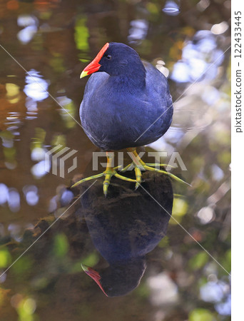 Common Gallinule sitting in the pound with nice reflections, Dominican Republic 122433445