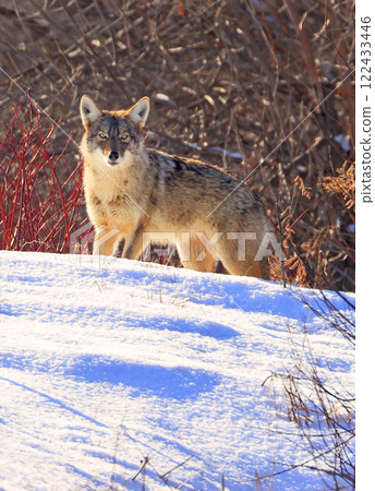 Beautiful photo of a wild coyote out in nature, Quebec, Canada 122433446