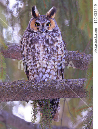 Long-eared owl portrait surrounded by green background, Quebec, Canada 122433449