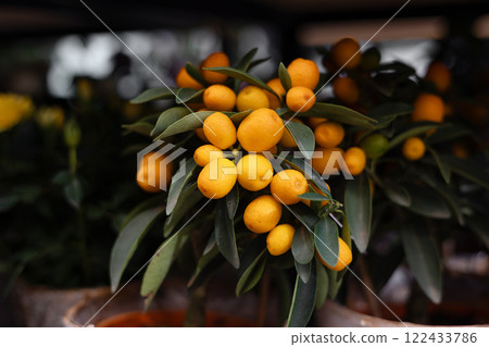 Vibrant kumquat tree with lush green leaves and ripe fruit 122433786