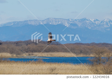A Marsh Harrier Flying Over the Riverbank A Marsh Harrier Flying Over the Riverbank 122434016