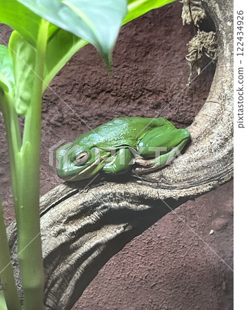 Frog sleeping on a branch Frog sleeping on a branch 122434926