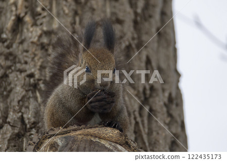 Ezolith on the tree 122435173