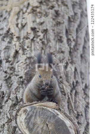 Ezolith on the tree 122435174