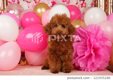 Poodle puppy sitting among balloons 122435280