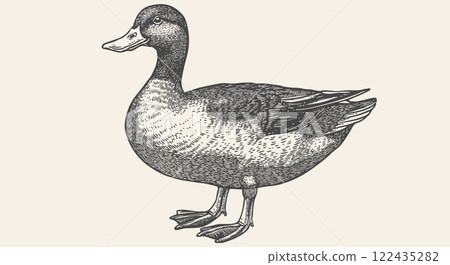 Duck, mallard sketch. Vintage retro print, black white Duck, mallard drake drawing, engrave old school style. Sketch artwork silhouette duck, mallard drake on white background. Vector Illustration 122435282