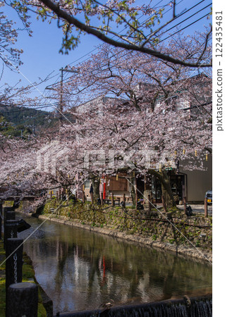 城崎溫泉的櫻花 - 櫻花橋附近 - （兵庫縣 - 城崎溫泉） 122435481
