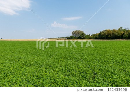 The peanut (Arachis hypogaea), also known as the groundnut, goober, goober pea, pindar or monkey nut, is a legume crop grown mainly for its edible seeds. The peanut (Arachis hypogaea), also known as the groundnut, goober, goober pea, pindar or monkey nut, is a legume crop grown mainly for its edible seeds. 122435696