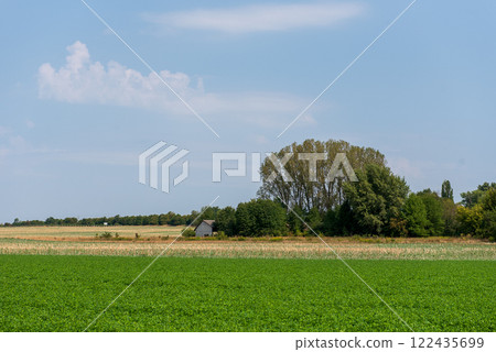 The peanut (Arachis hypogaea), also known as the groundnut, goober, goober pea, pindar or monkey nut, is a legume crop grown mainly for its edible seeds. 122435699