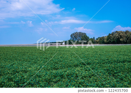 The peanut (Arachis hypogaea), also known as the groundnut, goober, goober pea, pindar or monkey nut, is a legume crop grown mainly for its edible seeds. 122435700