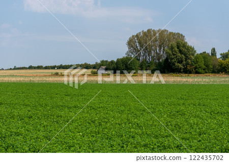 The peanut (Arachis hypogaea), also known as the groundnut, goober, goober pea, pindar or monkey nut, is a legume crop grown mainly for its edible seeds. The peanut (Arachis hypogaea), also known as the groundnut, goober, goober pea, pindar or monkey nut, is a legume crop grown mainly for its edible seeds. 122435702