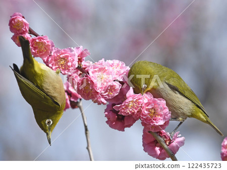 盛開的紅梅和一隻繡眼鳥（春天的烏拉拉圖像）（春麗拉卡圖像）（大驚小怪的圖像） 122435723