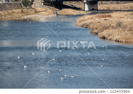 A flock of black-headed gulls swimming in the river Kamogawa, Kyoto A flock of black-headed gulls swimming in the river Kamogawa, Kyoto 122435904