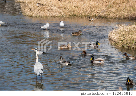 Wild birds gathering at the Kamo River: Grey herons, mallards, black-headed gulls, Kyoto City 122435913