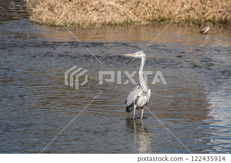 A grey heron standing in the river, Kamogawa, Kyoto A grey heron standing in the river, Kamogawa, Kyoto 122435914