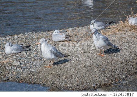 Flock of black-headed gulls at Kamogawa River in Kyoto City Flock of black-headed gulls at Kamogawa River in Kyoto City 122435917