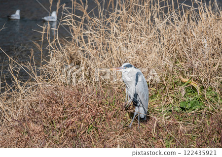 Grey Heron, Kamogawa River, Kyoto City 122435921