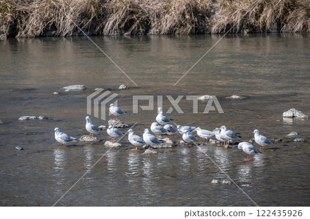 Flock of black-headed gulls at Kamogawa River in Kyoto City Flock of black-headed gulls at Kamogawa River in Kyoto City 122435926