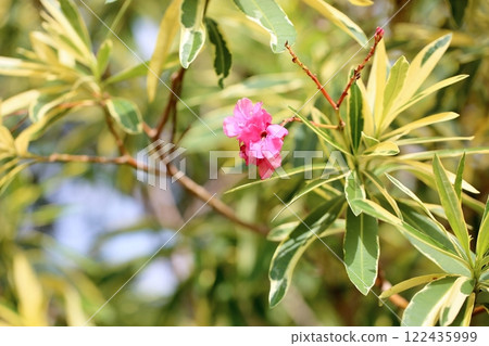 荔枝花 荔枝花 122435999