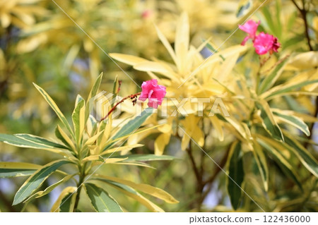 Flowers of Lychee Flowers of Lychee 122436000