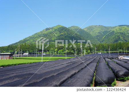 蓋茶園 [三重縣四日市水澤町伊勢茶、水澤茶] 122436424
