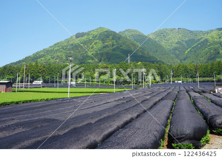Kabuse tea (cap tea) fields [Ise tea, Suizawa tea, Mizusawa-cho, Yokkaichi City, Mie Prefecture] 122436425