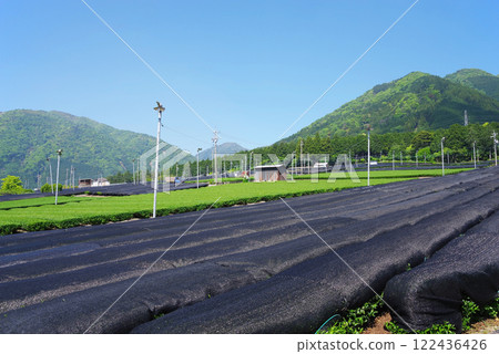 Kabuse tea (cap tea) fields [Ise tea, Suizawa tea, Mizusawa-cho, Yokkaichi City, Mie Prefecture] 122436426