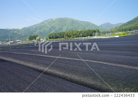 Kabuse tea (cap tea) fields [Ise tea, Suizawa tea, Mizusawa-cho, Yokkaichi City, Mie Prefecture] 122436433
