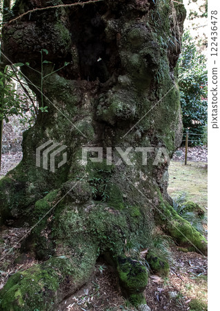 A sculpture at the base of a Japanese laurel tree at the famous giant Ikunobuyama Hanawa Fudoson temple A sculpture at the base of a Japanese laurel tree at the famous giant Ikunobuyama Hanawa Fudoson temple 122436478