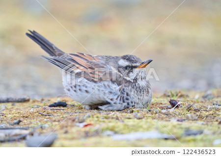 一隻畫眉鳥優雅地坐在公園裡，凝視著遠方⑦ 122436523