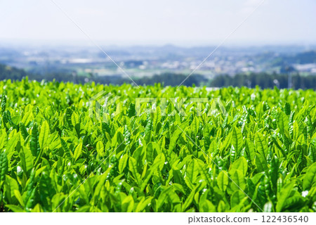「伊勢茶田、新茶田、水澤茶」 三重郡水澤町 122436540