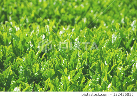 New tea fields, Ise tea, Suizawa tea (Mizusawa-cho, Yokkaichi City, Mie Prefecture) 122436835