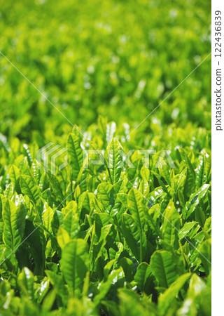 新茶園、伊勢茶、水澤茶（三重縣四日市水澤町） 122436839