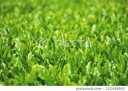 New tea fields, Ise tea, Suizawa tea (Mizusawa-cho, Yokkaichi City, Mie Prefecture) 122436842