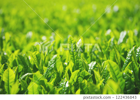 新茶園、伊勢茶、水澤茶（三重縣四日市水澤町） 122436843