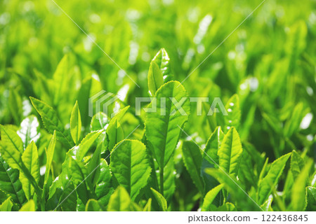 New tea fields, Ise tea, Suizawa tea (Mizusawa-cho, Yokkaichi City, Mie Prefecture) 122436845