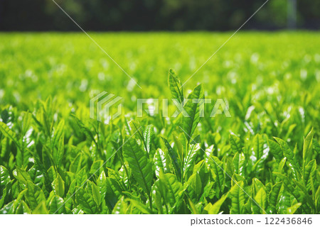 新茶園、伊勢茶、水澤茶(三重縣四日市水澤町) 新茶園、伊勢茶、水澤茶(三重縣四日市水澤町) 122436846