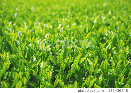 New tea fields, Ise tea, Suizawa tea (Mizusawa-cho, Yokkaichi City, Mie Prefecture) 122436848