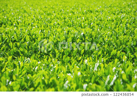 新茶園、伊勢茶、水澤茶(三重縣四日市水澤町) 新茶園、伊勢茶、水澤茶(三重縣四日市水澤町) 122436854