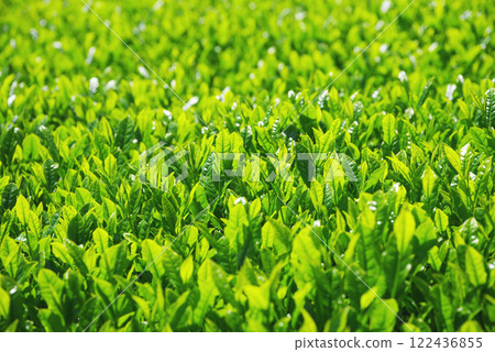 新茶園、伊勢茶、水澤茶(三重縣四日市水澤町) 新茶園、伊勢茶、水澤茶(三重縣四日市水澤町) 122436855