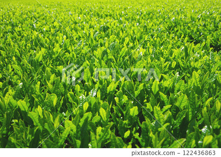 新茶園、伊勢茶、水澤茶（三重縣四日市水澤町） 122436863