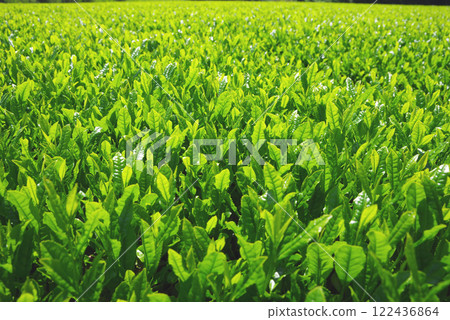 新茶園、伊勢茶、水澤茶（三重縣四日市水澤町） 122436864