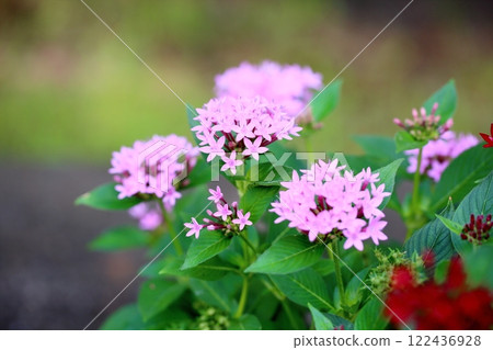Cute Pentas Flowers Cute Pentas Flowers 122436928