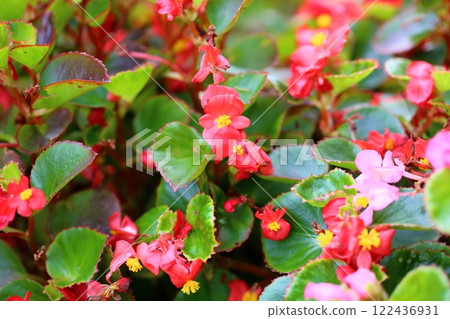 海棠花 海棠花 122436931