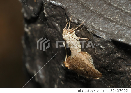 一隻小冬蛾在樹上交配 122437002